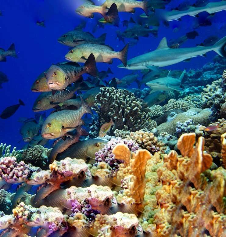 Marshall Islands Creates First Marine Sanctuary